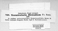Colletotrichum dematium image